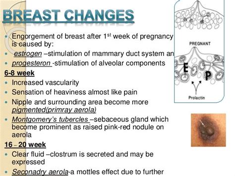 areola during pregnancy pictures|Breast changes during pregnancy: Pictures and symptoms